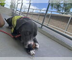 Small #4 American Pit Bull Terrier Mix