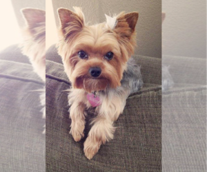 Mother of the Yorkshire Terrier puppies born on 03/15/2025