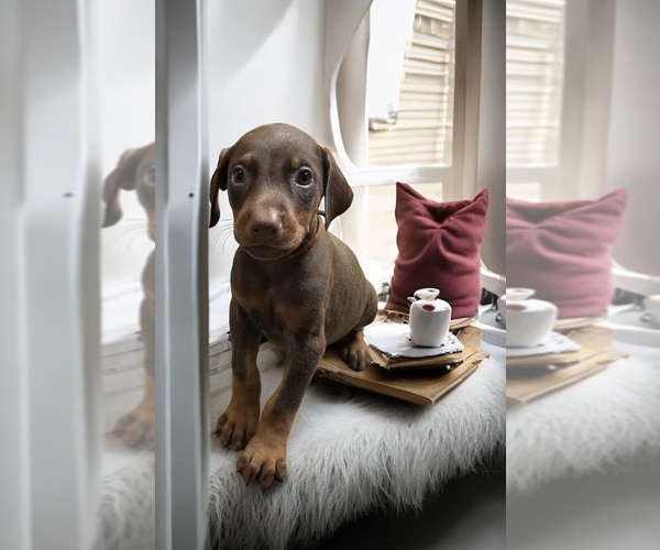Medium Photo #6 Doberman Pinscher Puppy For Sale in POMEROY, OH, USA