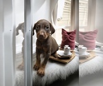 Small #5 Doberman Pinscher