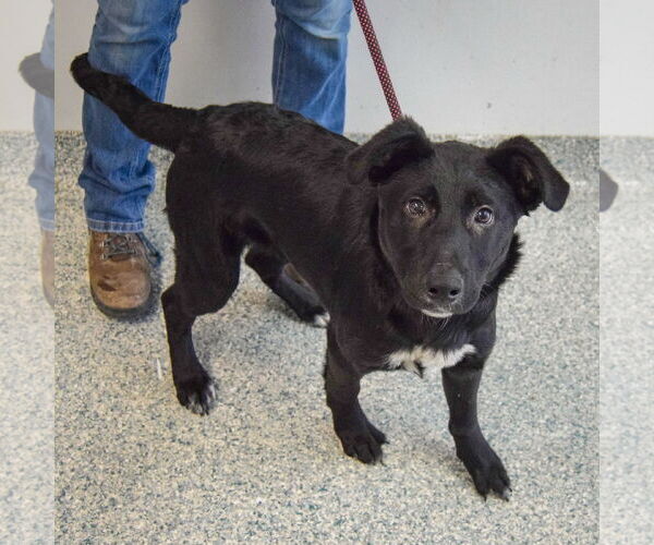 Medium Photo #4 German Shepherd Dog-Unknown Mix Puppy For Sale in Huntley, IL, USA