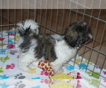 Small Photo #4 Mal-Shi Puppy For Sale in ORO VALLEY, AZ, USA