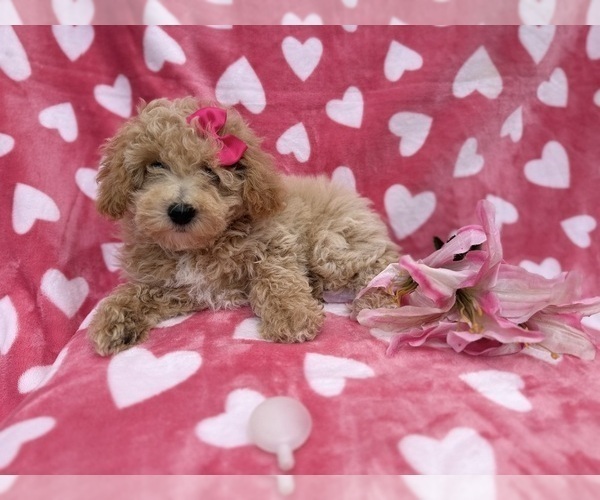 Medium Photo #4 Bichpoo Puppy For Sale in LAKELAND, FL, USA