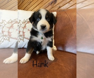Australian Shepherd Puppy for sale in EXETER, MO, USA