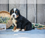 Small Photo #4 Bernese Mountain Dog Puppy For Sale in SHREVE, OH, USA