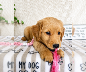 Golden Retriever Puppy for sale in INDIANAPOLIS, IN, USA