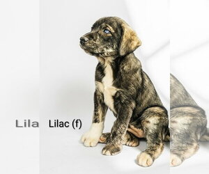 Mutt Dogs for adoption in Chinook, MT, USA