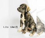 Small Mutt