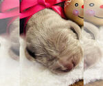 Puppy Holly Weimaraner