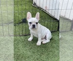 Small Photo #23 French Bulldog Puppy For Sale in BIRMINGHAM, AL, USA