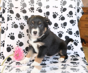 Border Collie-Unknown Mix Puppy for sale in SHILOH, OH, USA