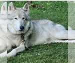 Small Photo #3 Wolf Hybrid Puppy For Sale in DALTON, OH, USA