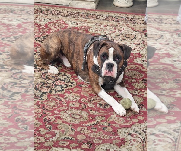 Medium Photo #1 Boxer Puppy For Sale in WINCHESTER, CA, USA