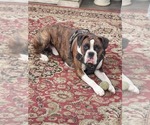 Small Photo #1 Boxer Puppy For Sale in WINCHESTER, CA, USA