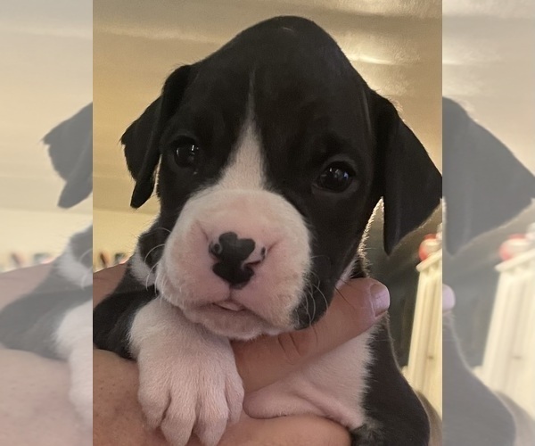 Medium Photo #1 Boxer Puppy For Sale in LEWISBURG, WV, USA