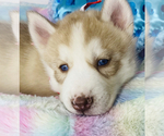 Small Photo #7 Siberian Husky Puppy For Sale in HESPERIA, CA, USA