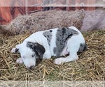 Small Photo #7 Catahoula Leopard Dog Puppy For Sale in CUMBY, TX, USA