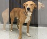 Small Labrador Retriever Mix