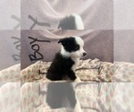 Small #1 Australian Shepherd