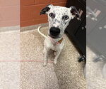Small Dalmatian Mix