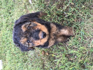 Airedale Terrier Puppy for sale in PERRYVILLE, MO, USA