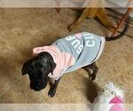 Small #1 Boxer