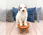 Small Photo #11 Sheepadoodle Puppy For Sale in MILLERSBURG, OH, USA