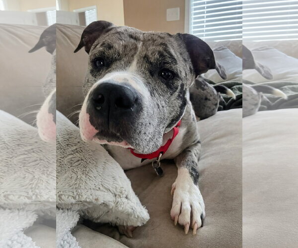 Medium Photo #4 Mutt Puppy For Sale in Rockville, MD, USA