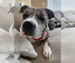 Small Photo #4 Mutt Puppy For Sale in Rockville, MD, USA