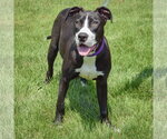 Small #4 American Staffordshire Terrier-Boxer Mix