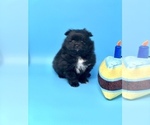 Small Photo #2 Pomeranian Puppy For Sale in CRESTVIEW, FL, USA