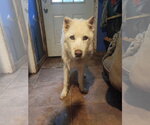 Small #4 Siberian Husky