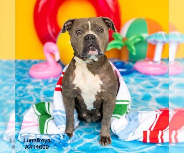 Medium Photo #1 American Pit Bull Terrier-Unknown Mix Puppy For Sale in Conroe, TX, USA