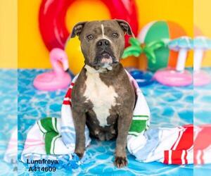 American Pit Bull Terrier-Unknown Mix Dogs for adoption in Conroe, TX, USA