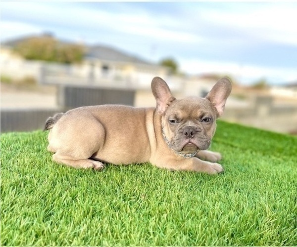 Medium Photo #6 French Bulldog Puppy For Sale in JERSEY CITY, NJ, USA