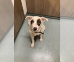 Small Border Collie Mix