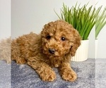 Small #4 Goldendoodle (Miniature)
