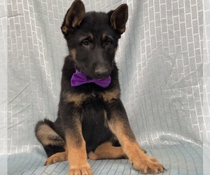 German Shepherd Dog Puppy for sale in LANCASTER, PA, USA
