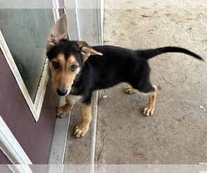 German Shepherd Dog Puppy for sale in PIERSON, FL, USA