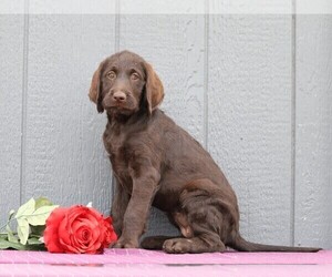 Labradoodle-Poodle (Standard) Mix Puppy for sale in FREDERICKSBG, OH, USA