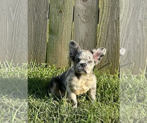 French Bulldog Puppy for sale in HOUSTON, TX, USA