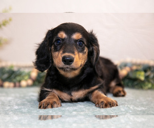 Medium Dachshund