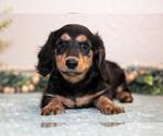 Puppy Joyce Dachshund