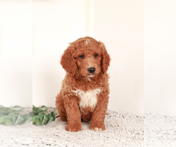 Medium Photo #2 Goldendoodle-Poodle (Miniature) Mix Puppy For Sale in KILLINGER, PA, USA