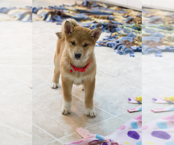 Medium Photo #1 Shiba Inu Puppy For Sale in MILWAUKEE, WI, USA