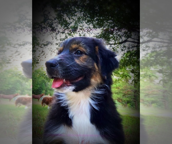 Medium Photo #1 Australian Shepherd Puppy For Sale in DRUMMONDS, TN, USA