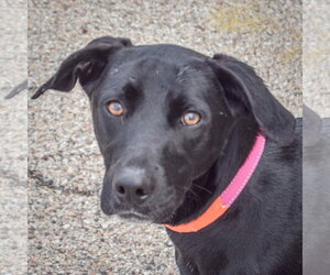 Border Collie-Unknown Mix Dogs for adoption in Huntley, IL, USA
