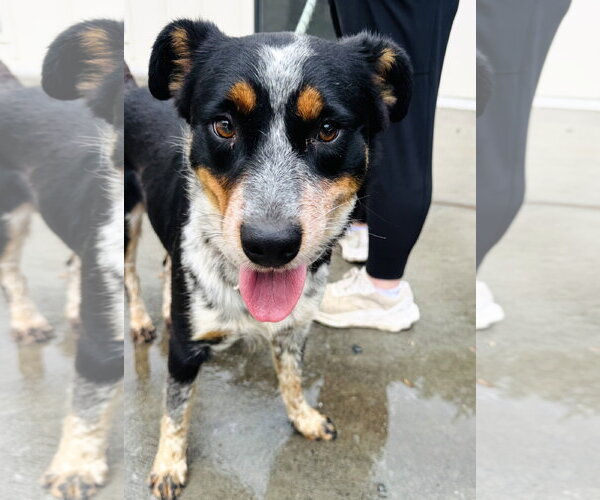 Medium Photo #7 Mutt Puppy For Sale in Houston, TX, USA
