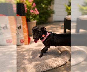 Dachshund Dogs for adoption in Oakley, CA, USA