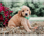 Small #3 Golden Retriever